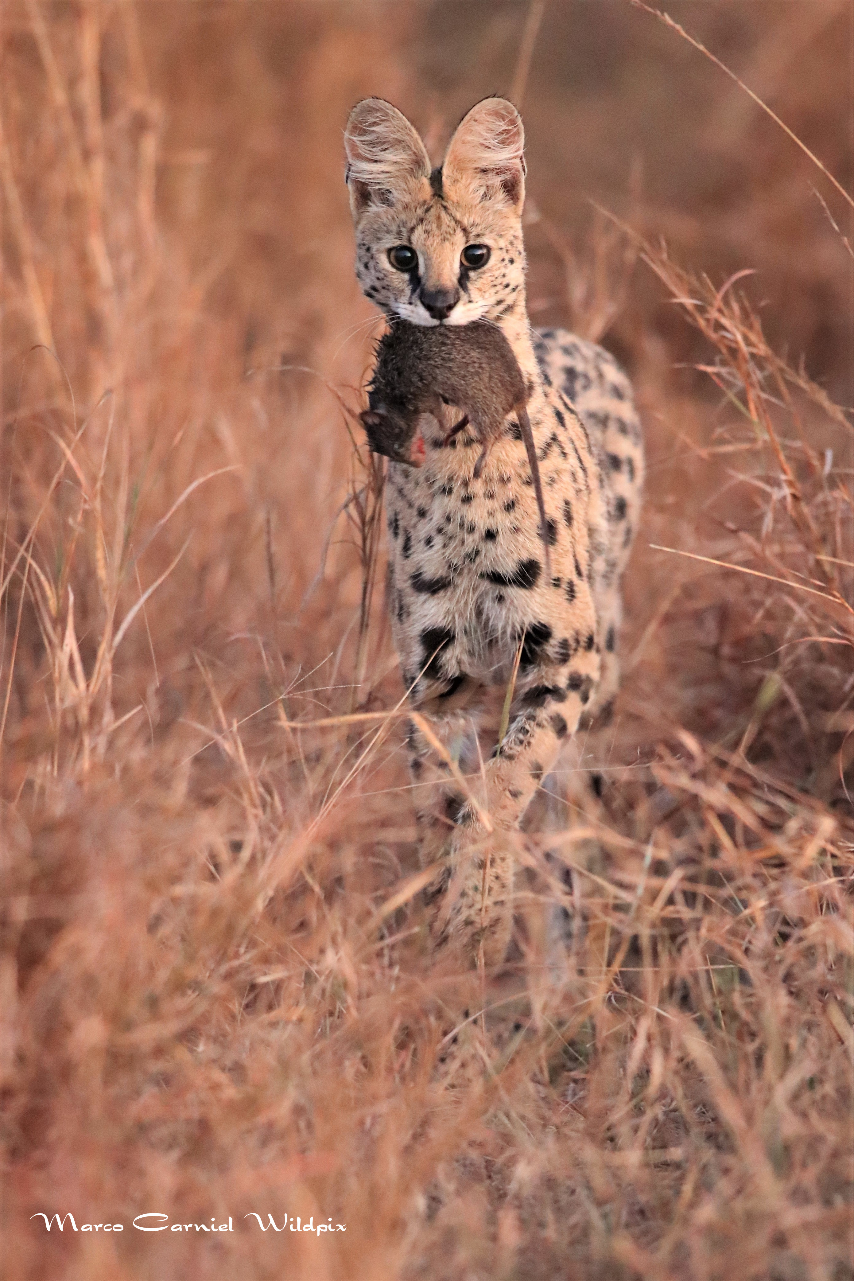 Serval cat