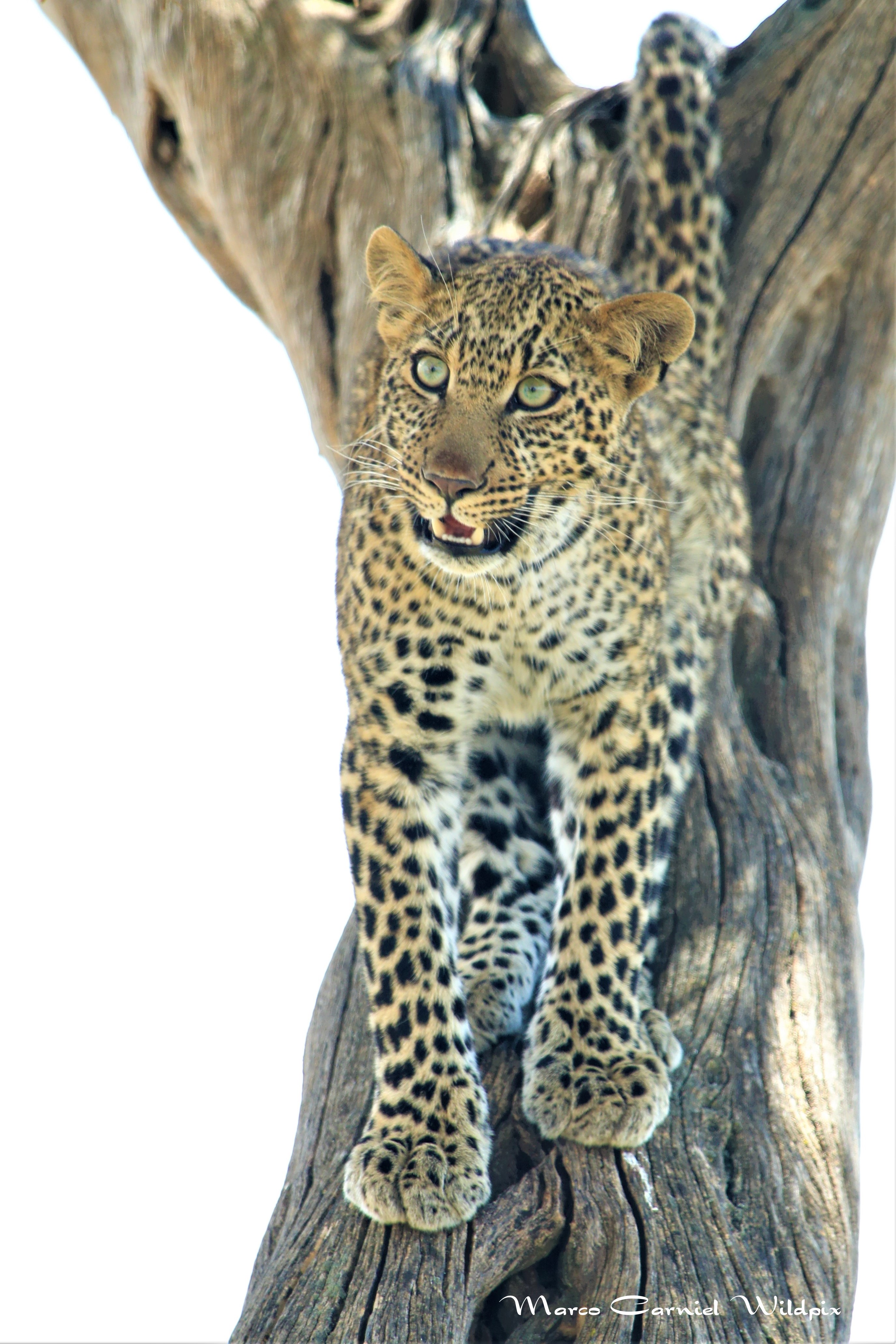 Masai Mara 8/2021 - Jilime (Luluka´s cub)